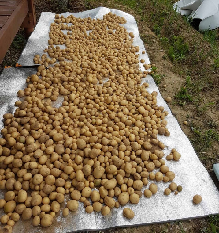 감자수확 (3).jpg